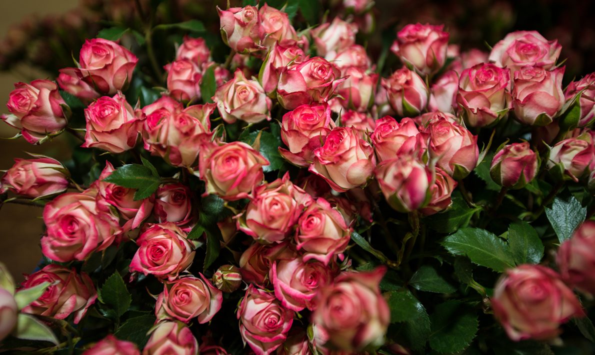 Subati Flowers (Кения)