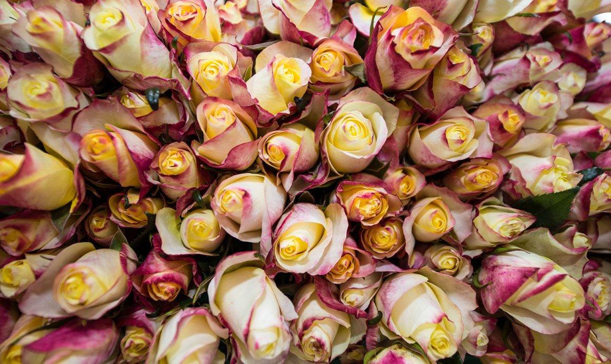 Subati Flowers (Кения)