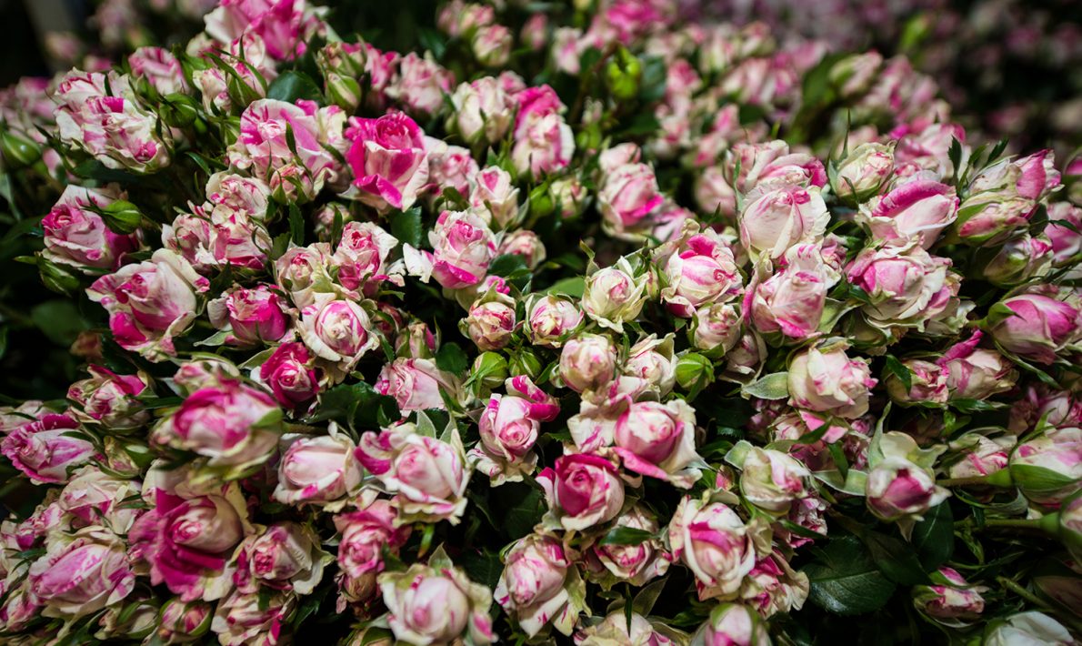 Subati Flowers (Кения)