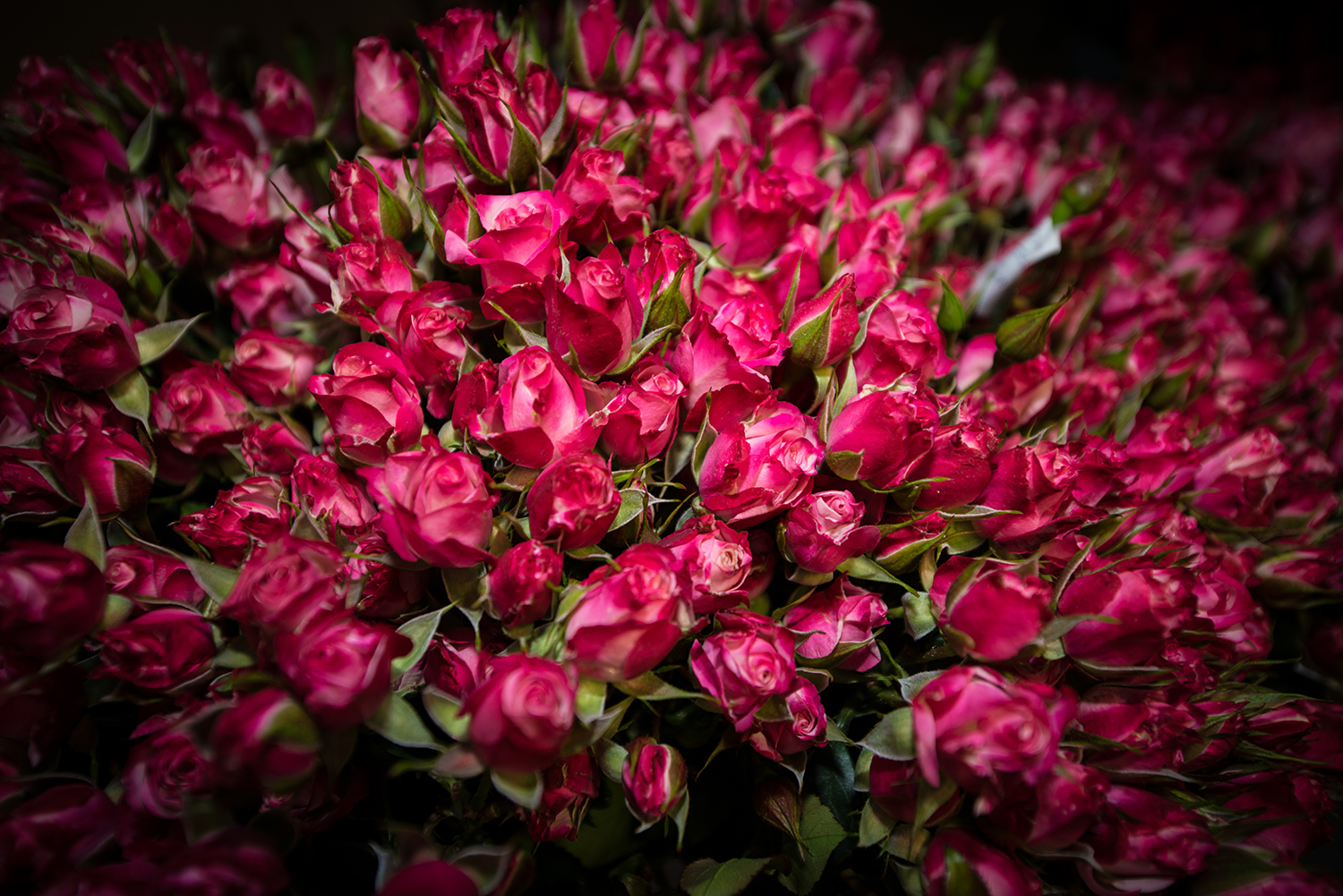 Subati Flowers (Кения)