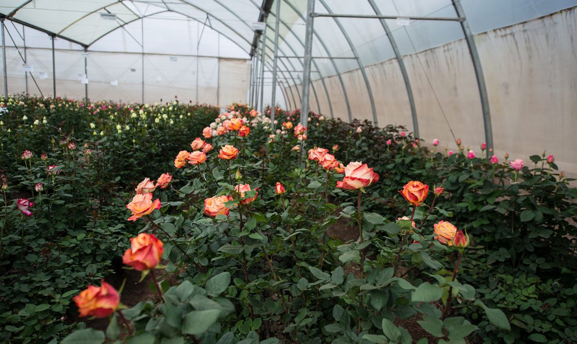 Subati Flowers (Кения)