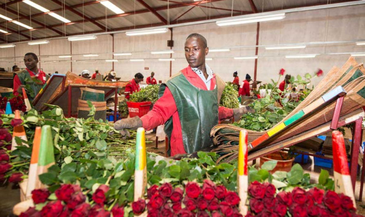 Subati Flowers (Кения)