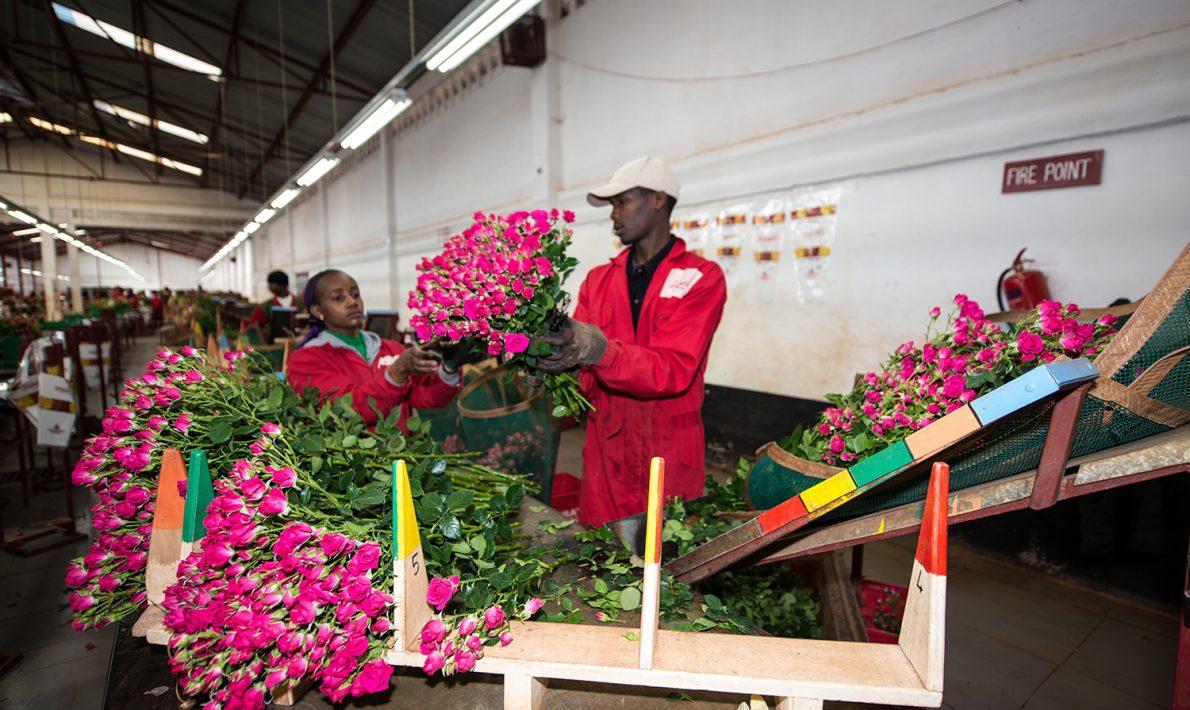 Subati Flowers (Кения)