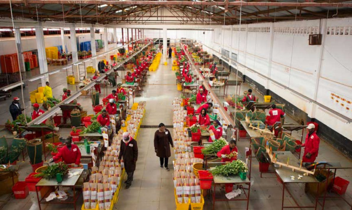 Subati Flowers (Кения)