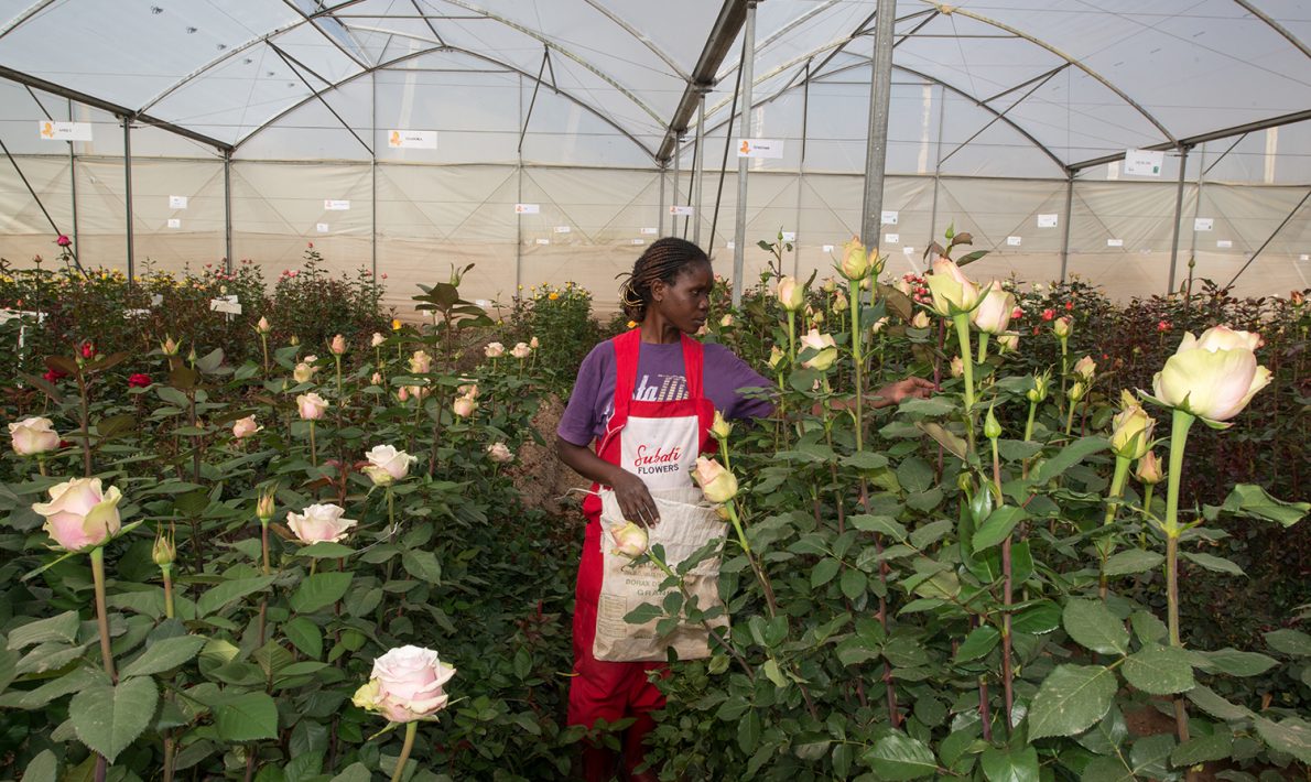 Subati Flowers (Кения)