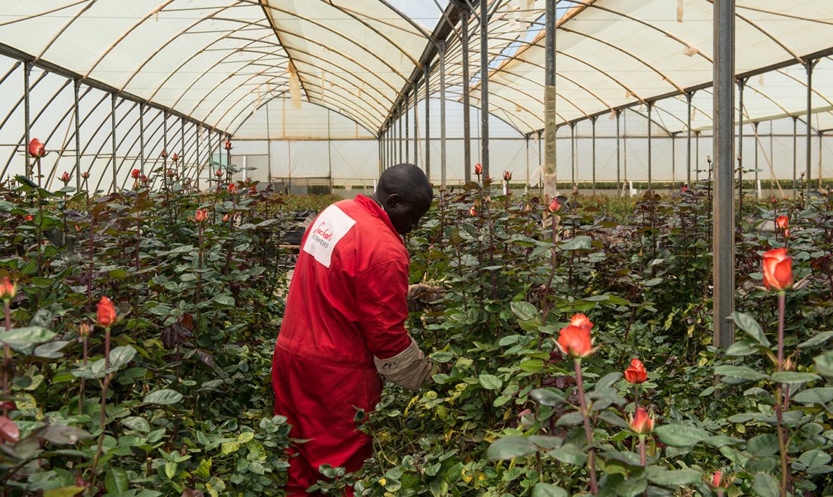 Subati Flowers (Кения)