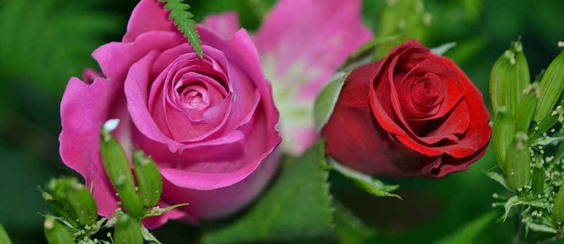 Ферма Susan Flowers (Эквадор)