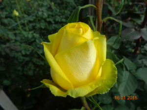 Ферма Susan Flowers (Эквадор)