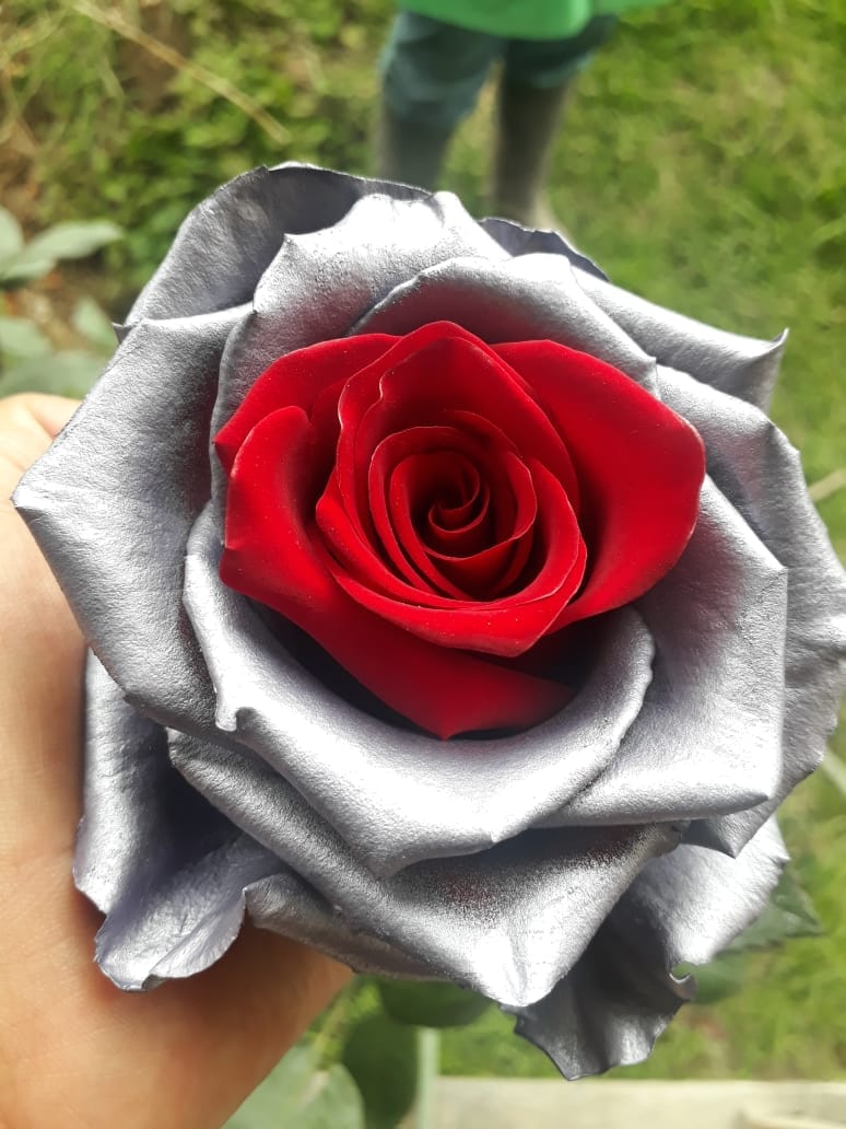 Ферма Susan Flowers (Эквадор)