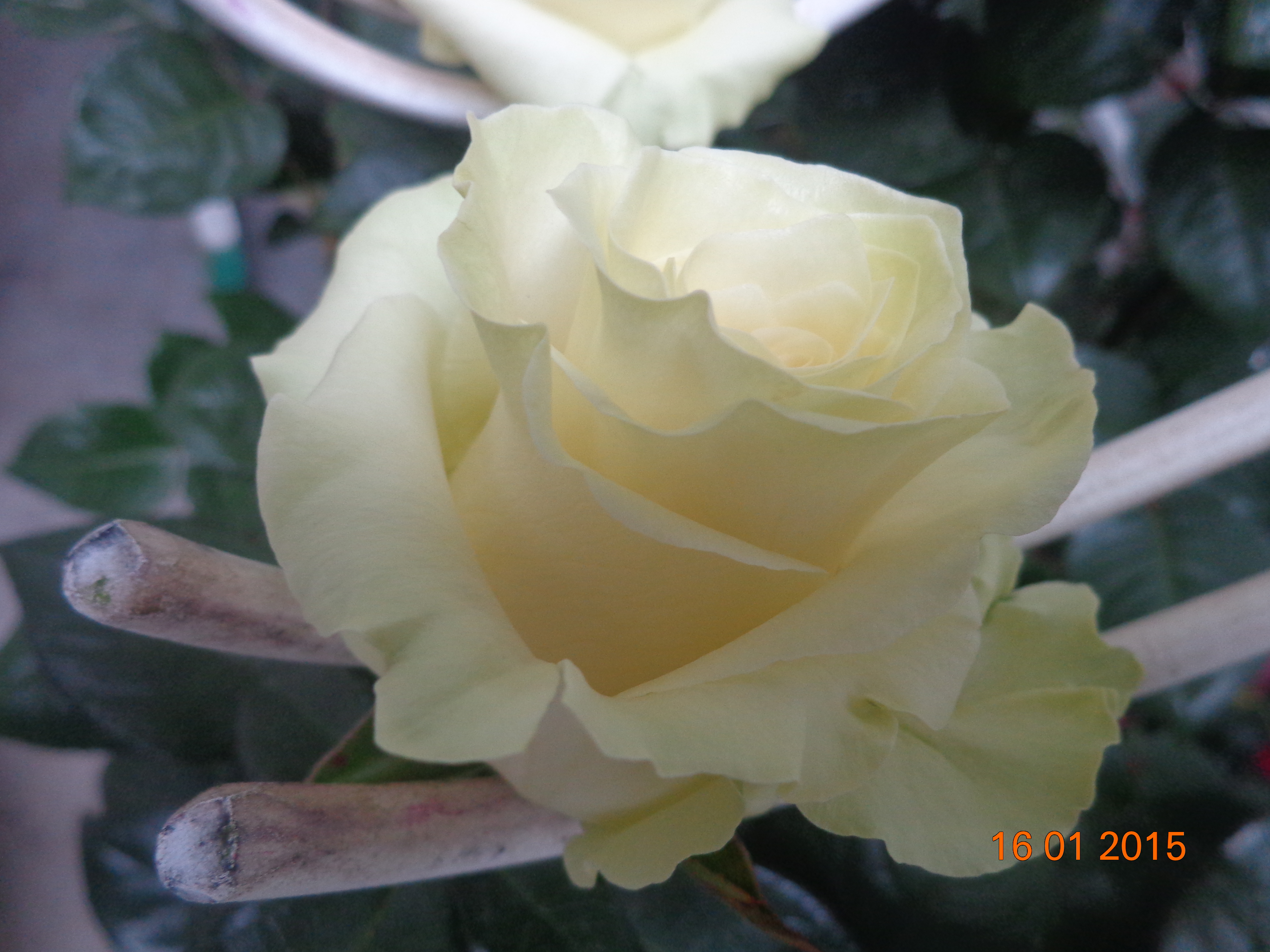 Ферма Susan Flowers (Эквадор)