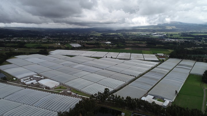 Цветочная плантация TESSA Corp (Эквадор)