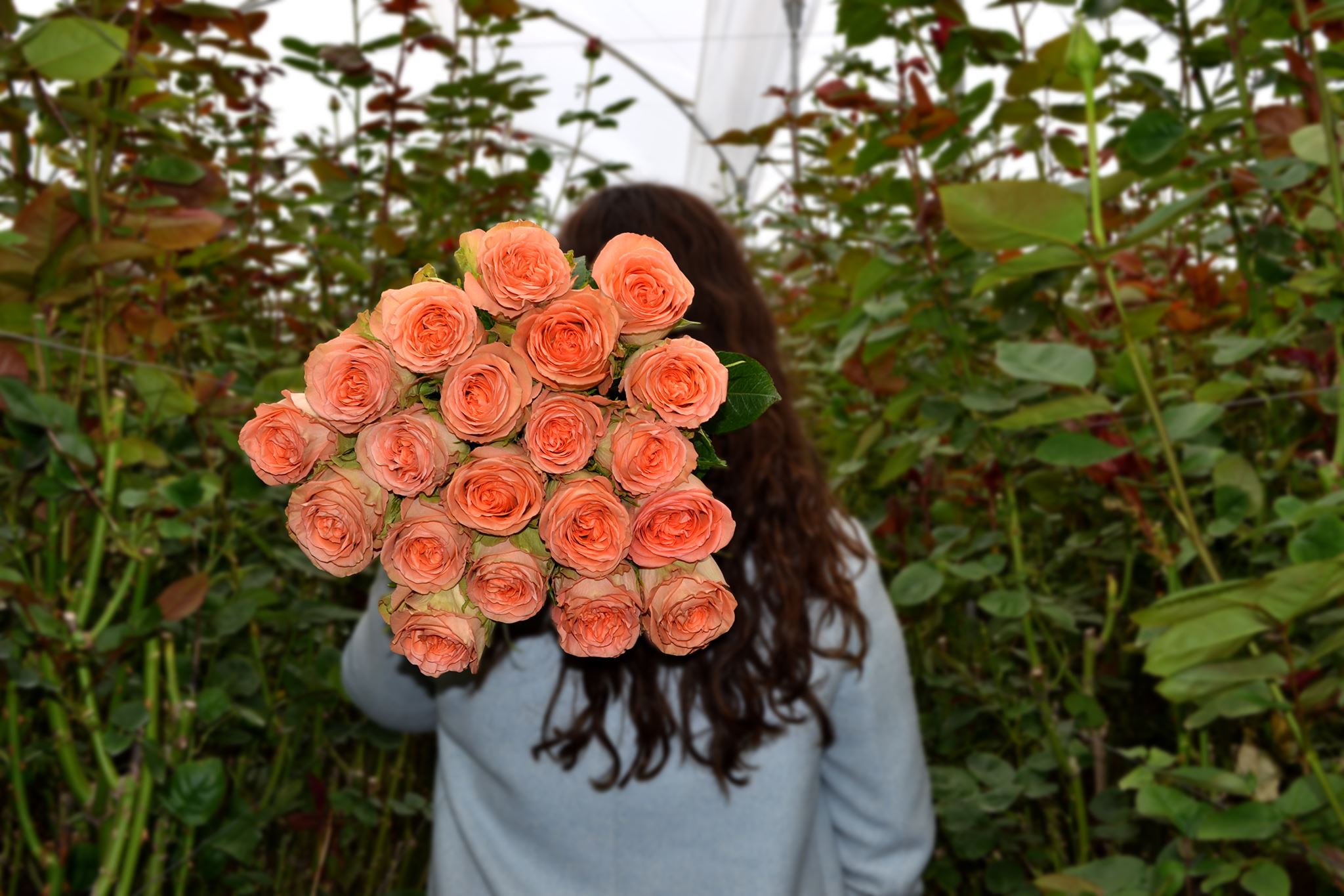 Цветочная плантация TESSA Corp (Эквадор)