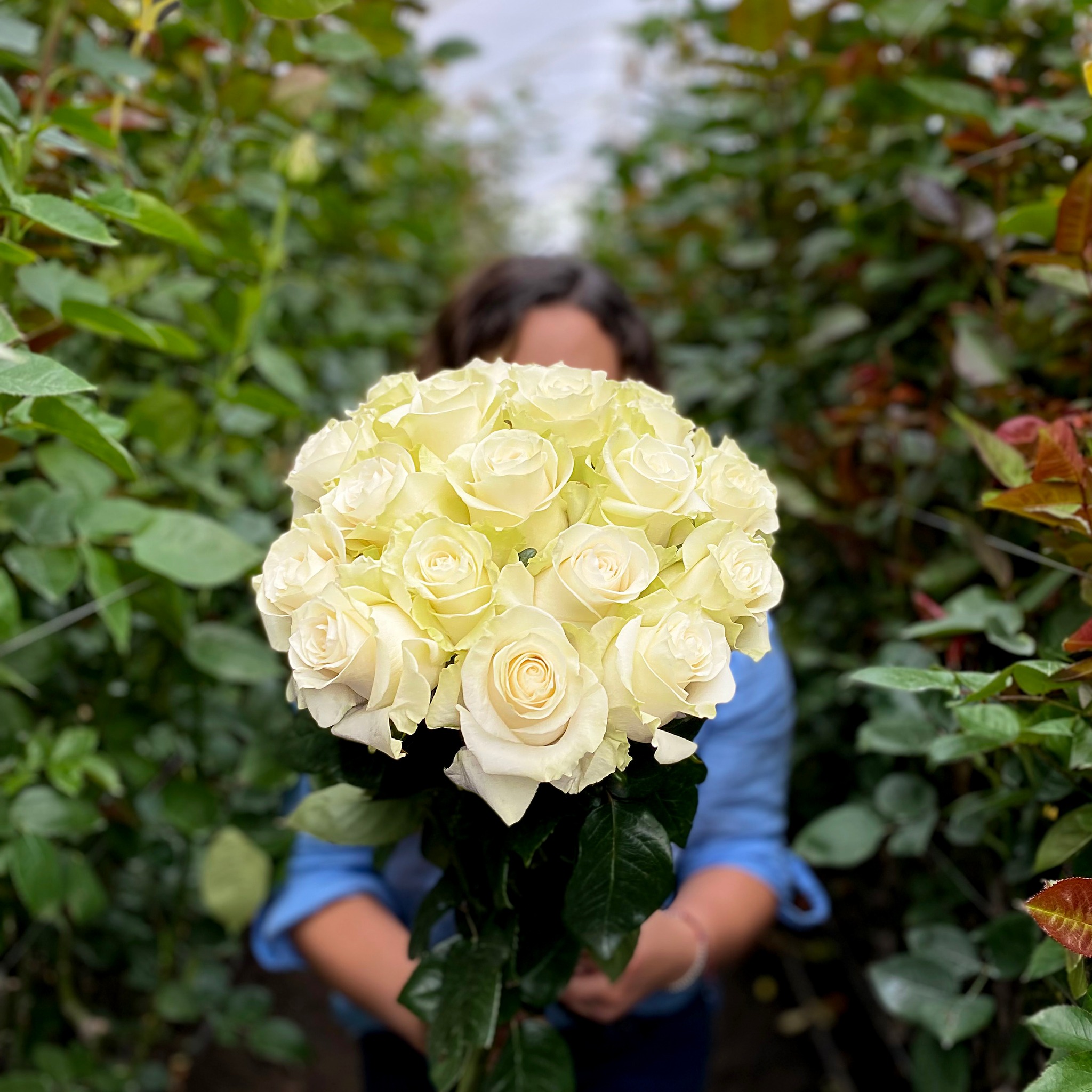 Цветочная плантация TESSA Corp (Эквадор)