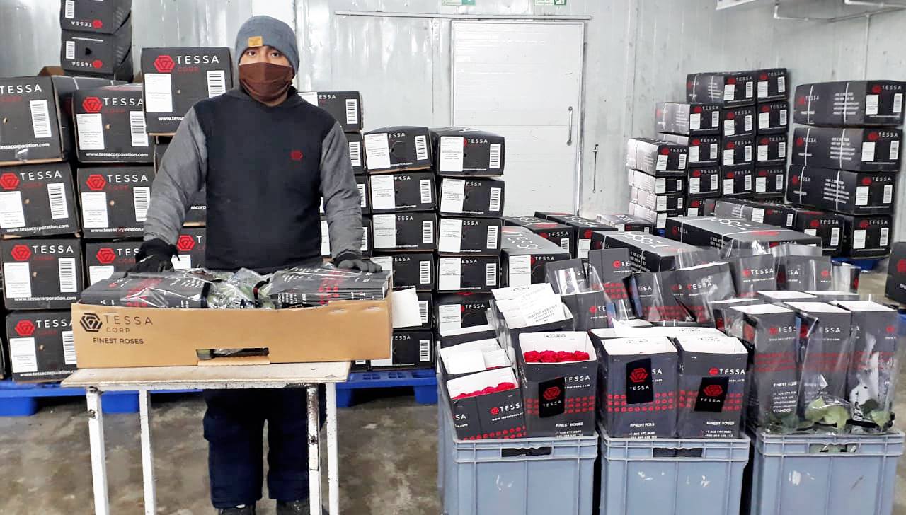 Цветочная плантация TESSA Corp (Эквадор)