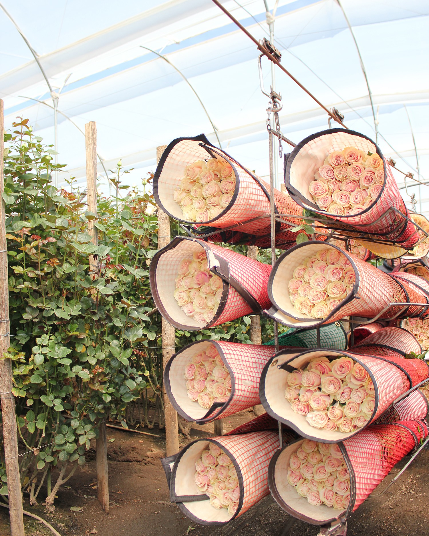 Цветочная плантация TESSA Corp (Эквадор)