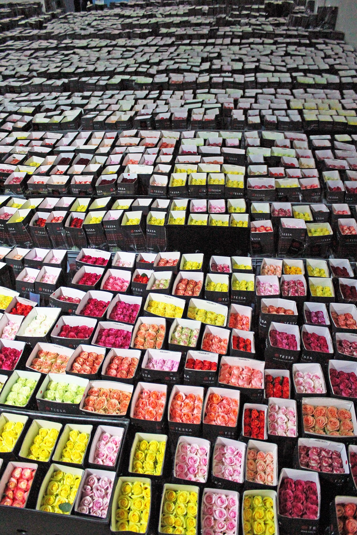 Цветочная плантация TESSA Corp (Эквадор)