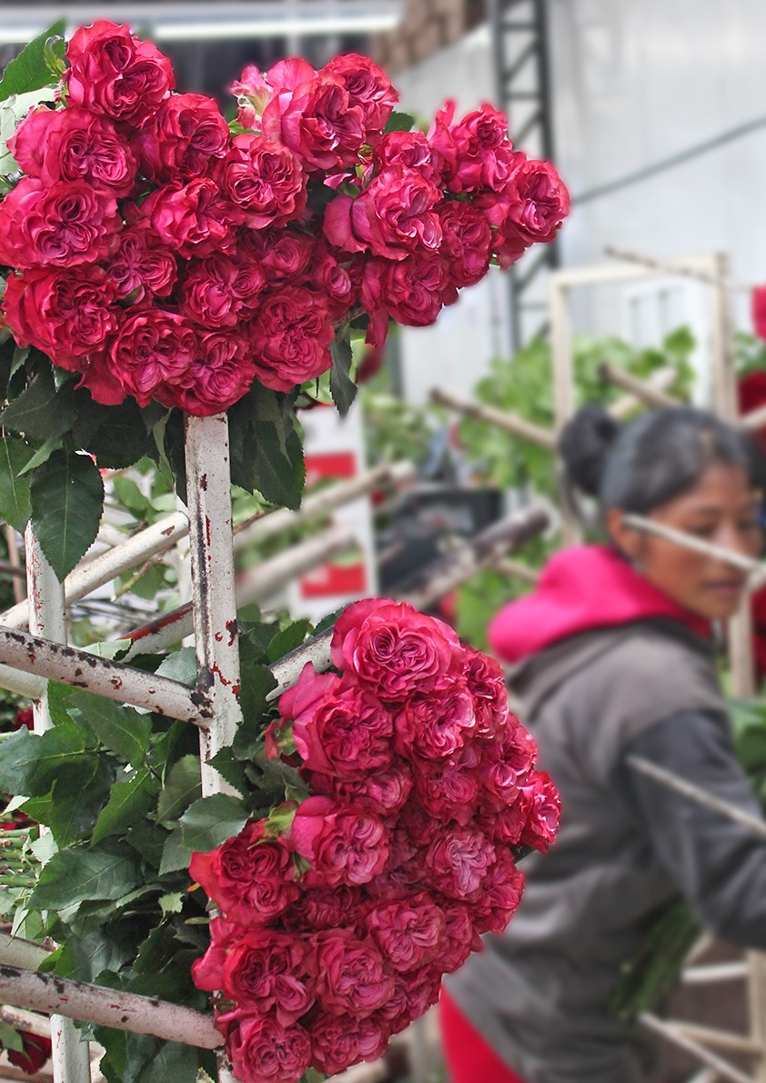 Цветочная плантация TESSA Corp (Эквадор)