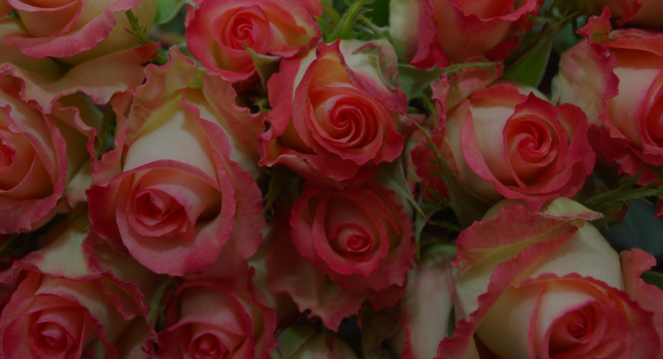 Welyflor (Эквадор)