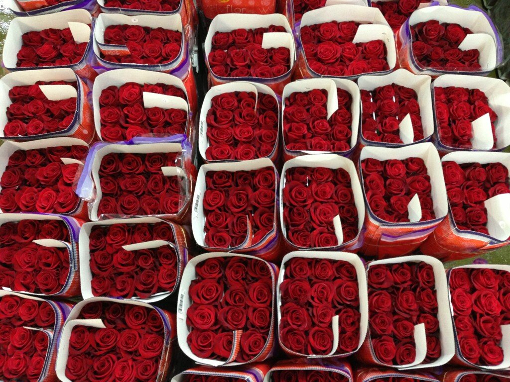 Welyflor (Эквадор)