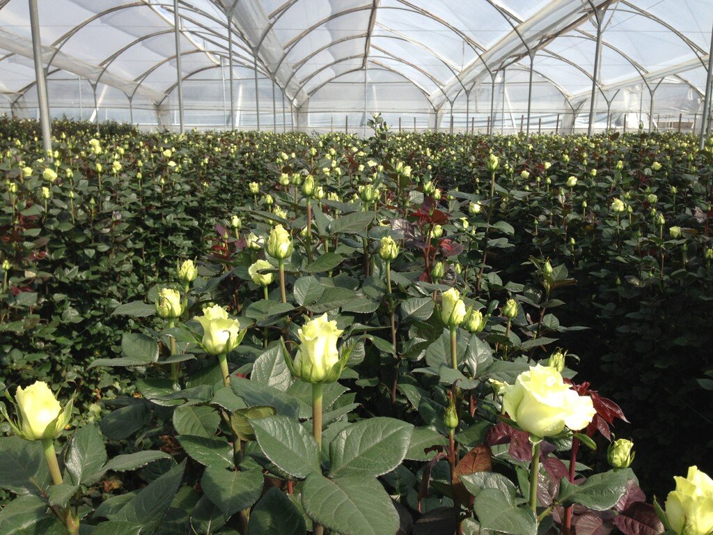 Welyflor (Эквадор)