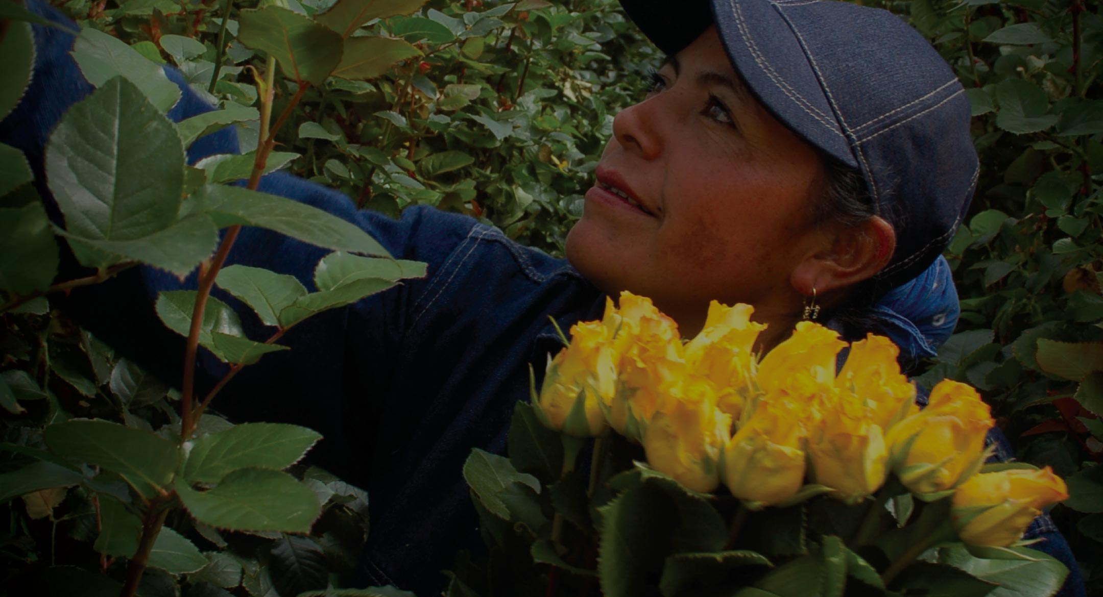 Welyflor (Эквадор)