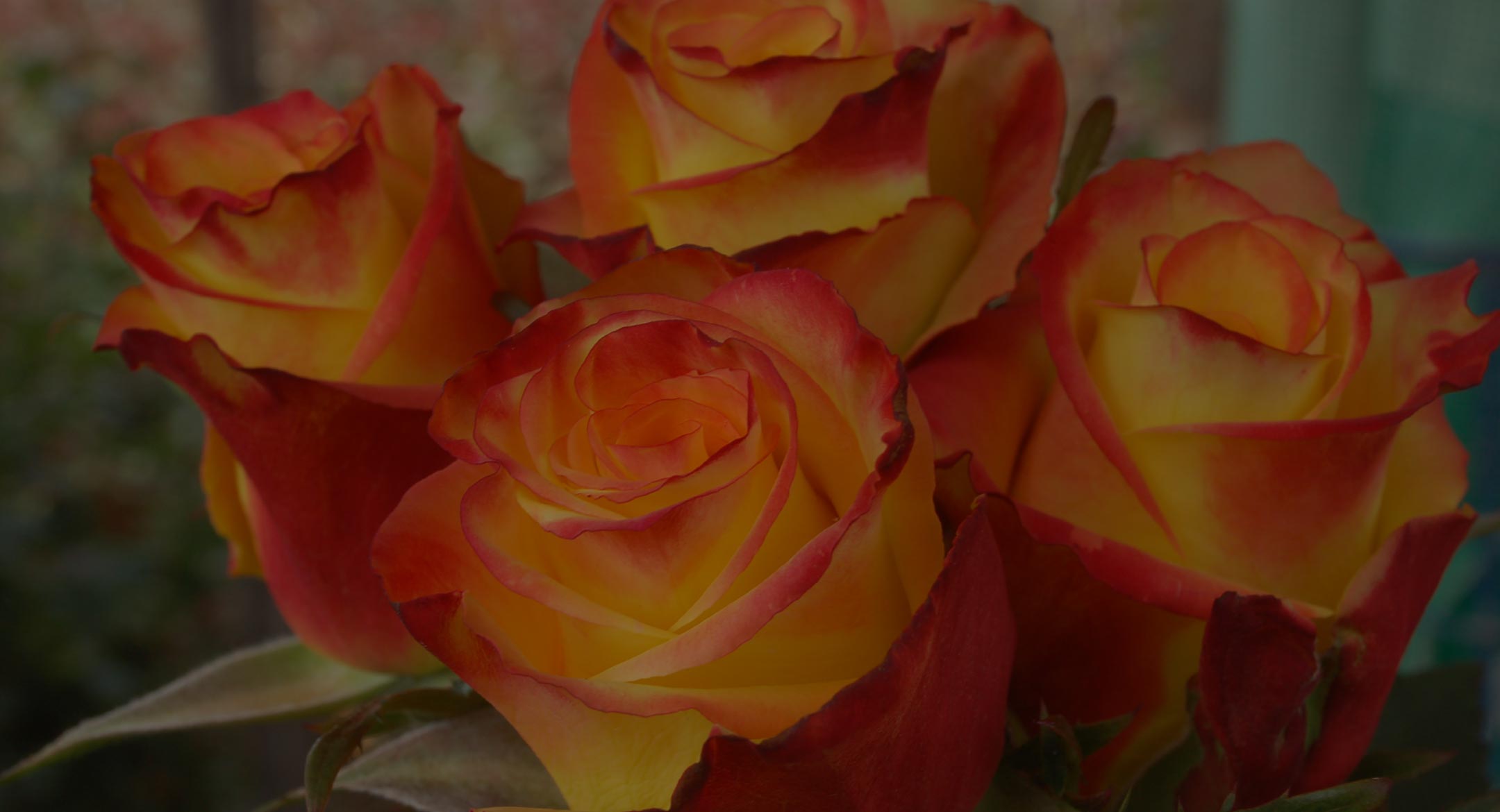 Welyflor (Эквадор)