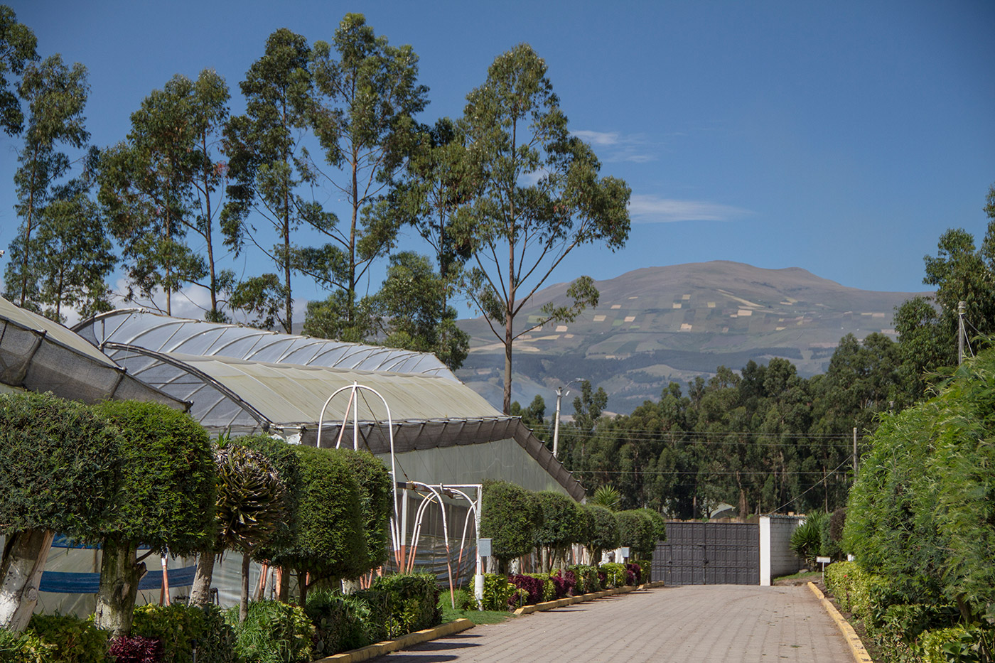 Ceres Farms (Эквадор)