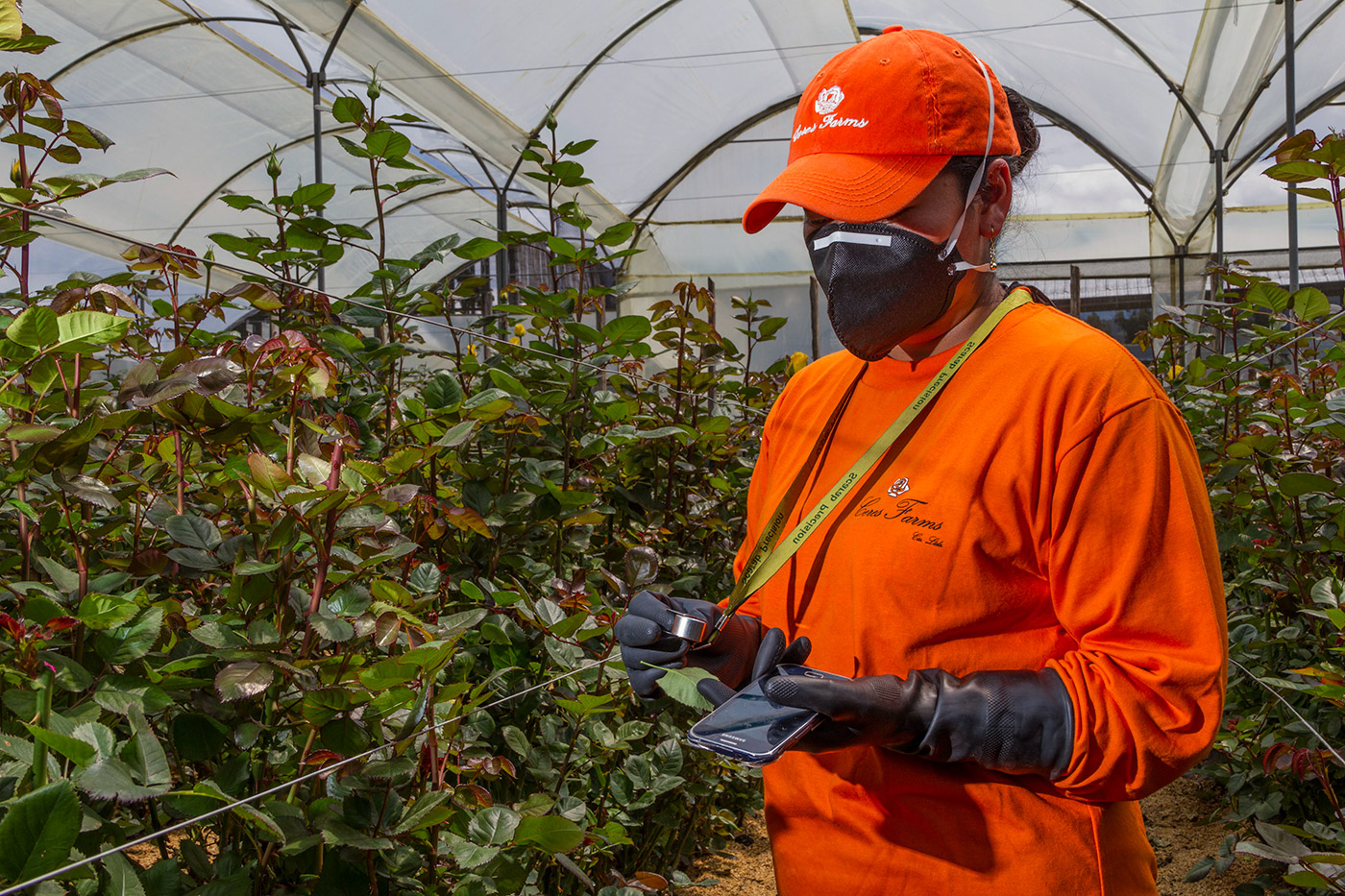 Ceres Farms (Эквадор)