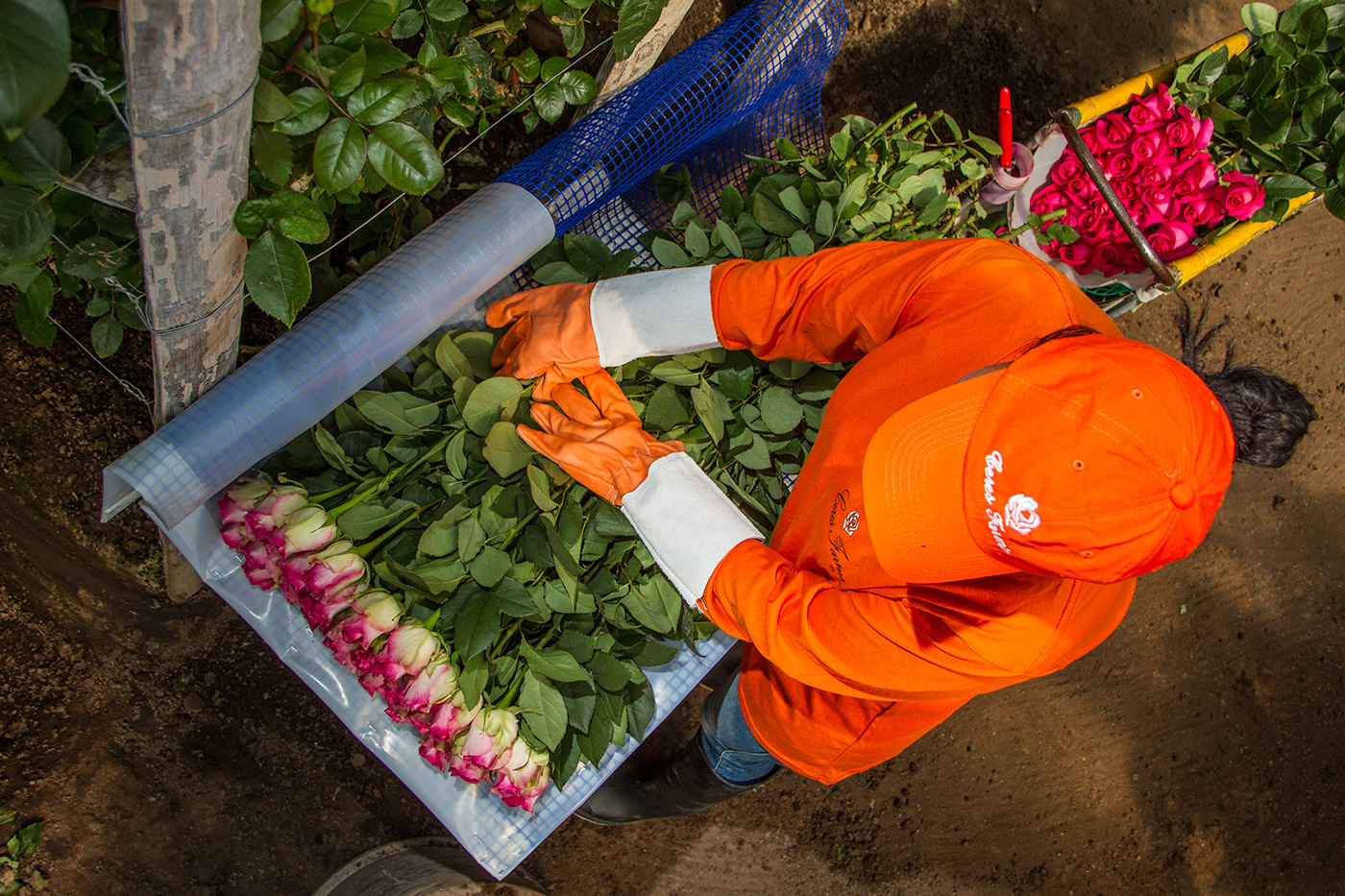 Ceres Farms (Эквадор)