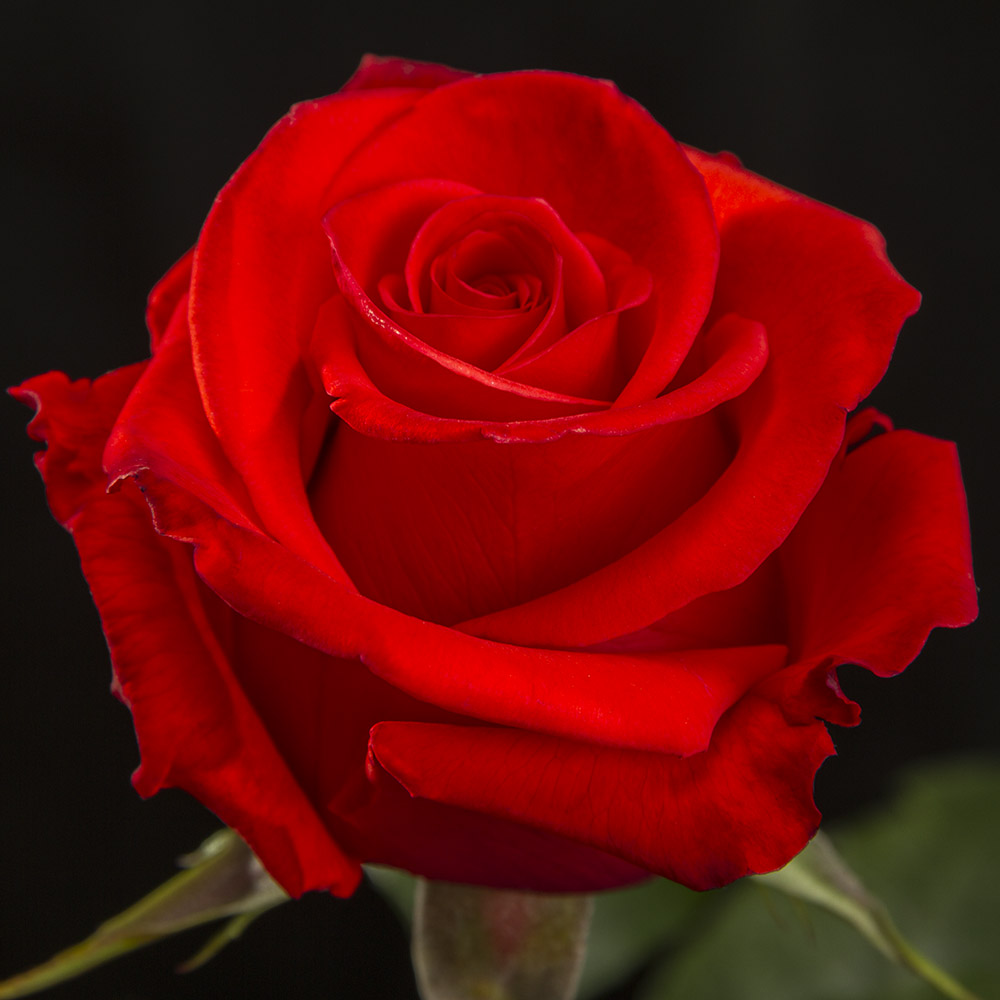 Ceres Farms (Эквадор)