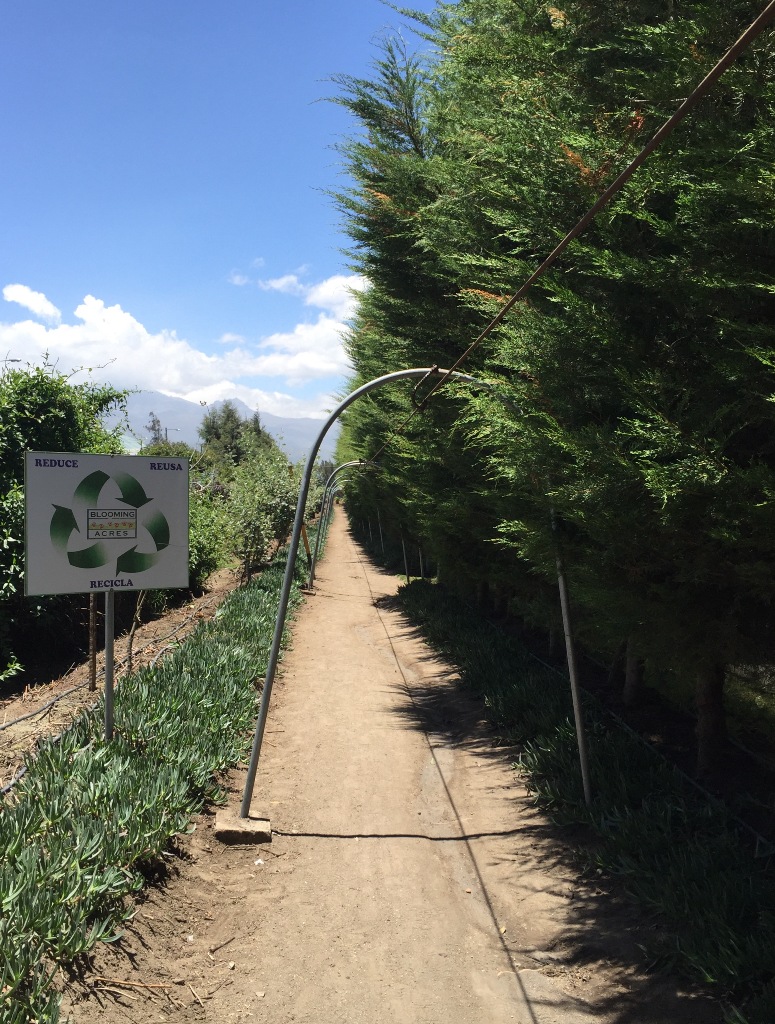 Ecuaplanet Roses - Blooming Acres, Highland Blossoms и Volcano Gardens