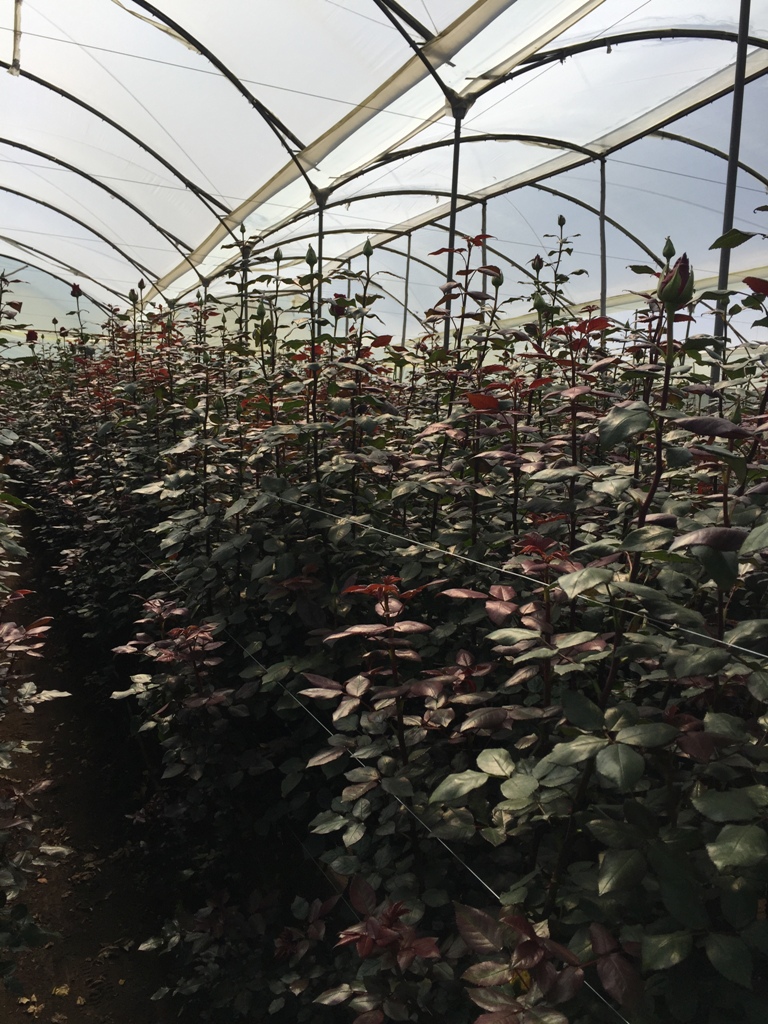 Ecuaplanet Roses - Blooming Acres, Highland Blossoms и Volcano Gardens