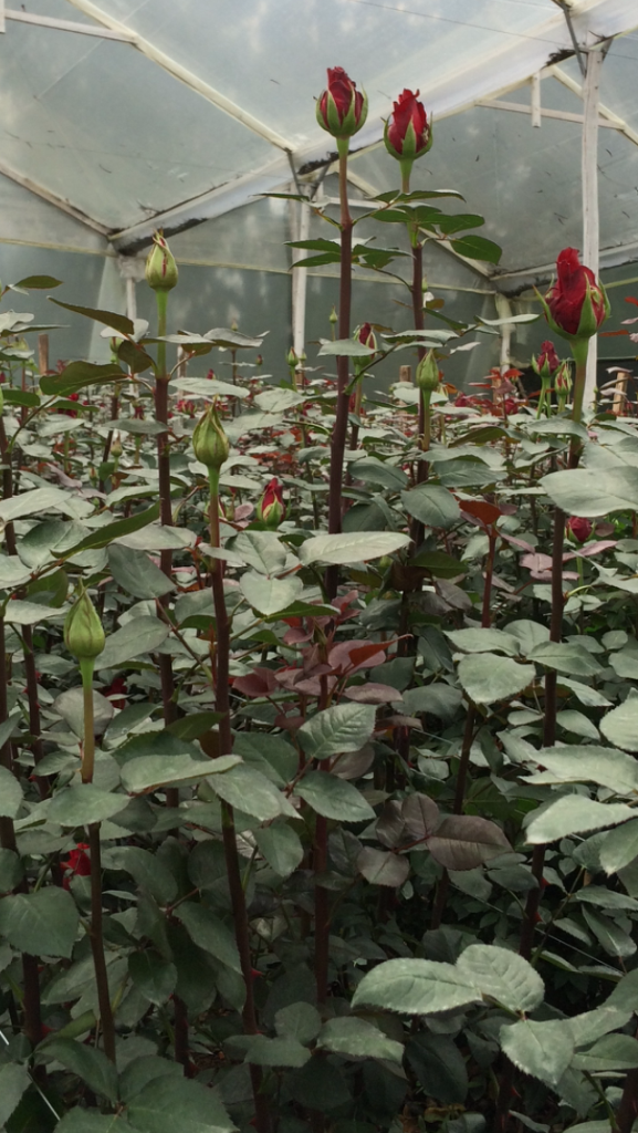 Ecuaplanet Roses - Blooming Acres, Highland Blossoms и Volcano Gardens